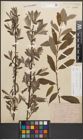 Foto von Salix caprea L. x Salix purpurea L.
